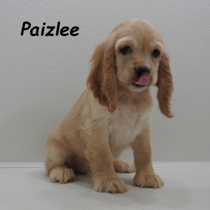 puppy, for, sale, Cocker Spaniel, Joe & Cherri  Overlease, dog, breeder, Miller, MO, dog-breeder, puppy-for-sale, forsale, nearby, find, puppyfind, locator, puppylocator, aca